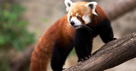 Faits sur le panda roux : habitat, menaces,。